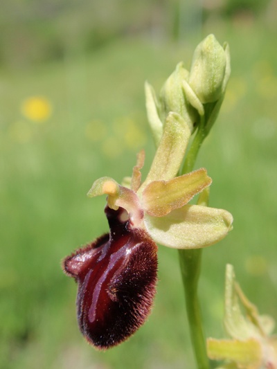 Ophrys incubacea subsp vivarensis (?)